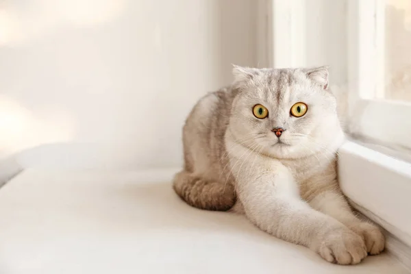 Cute Scottish Fold Breed Cat Yellow Eyes Lying Window Home — Stock Photo, Image