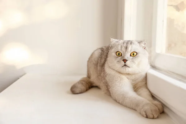 Niedliche Schottische Faltenkatze Mit Gelben Augen Die Hause Fenster Liegt — Stockfoto