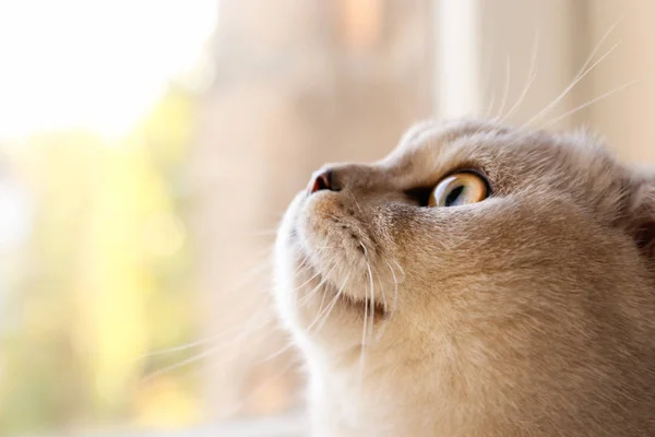 Retrato Gato Bonito Escocês Fold Raça Com Olhos Amarelos Deitado — Fotografia de Stock