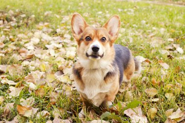 Pembroke welsh corgi güzel sıcak sonbahar gün parkta bir yürüyüş. Küçük küçük tricolored köpek açık havada, sarı düşmüş pek çok yere bırakır. Kopya alanı, arka plan.