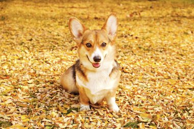Pembroke welsh corgi güzel sıcak sonbahar gün parkta bir yürüyüş. Küçük küçük tricolored köpek açık havada, sarı düşmüş pek çok yere bırakır. Kopya alanı, arka plan.
