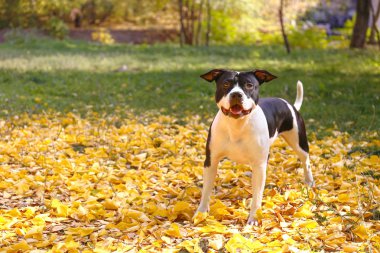 Mutlu siyah beyaz Amerikalı personel korkunç güzel sıcak sonbahar gün parkta bir yürüyüş. Eril genç köpek açık havada, birçok düşen sarı yapraklar yere bak. Kopya alanı, arka plan.