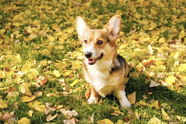 Pembroke Walisischer Corgi Bei Einem Spaziergang Park Einem Schönen Warmen — Stockfoto