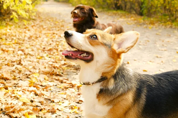 Pembroke Galês Corgi Passeio Parque Agradável Dia Quente Outono Dois — Fotografia de Stock