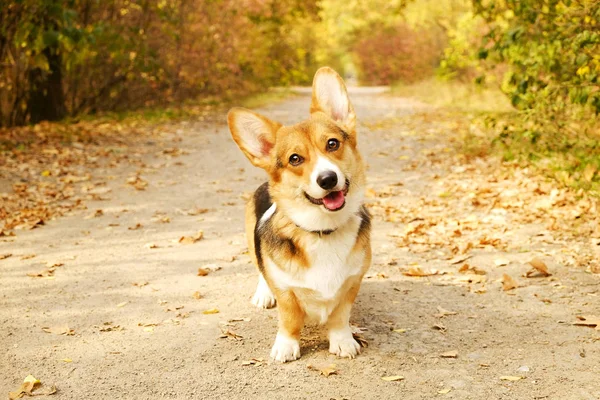 Pembroke Welsh Corgi Berjalan Jalan Taman Pada Hari Yang Hangat — Stok Foto