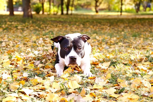 Happy black and white american staff terrier on a walk in the park on nice warm autumn day. Young dog with masculine look outdoors, many fallen yellow leaves on ground. Copy space, background.