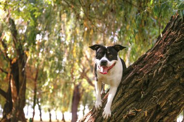 Mutlu siyah beyaz Amerikalı personel korkunç güzel sıcak sonbahar gün parkta bir yürüyüş. Eril genç köpek açık havada, birçok düşen sarı yapraklar yere bak. Kopya alanı, arka plan.