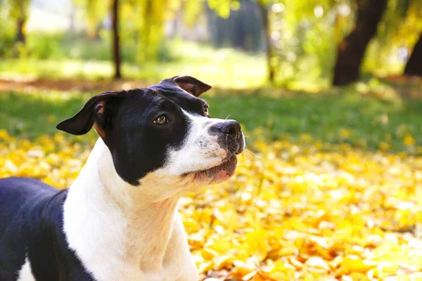 愉快的黑色和白色的美国工作人员狗在公园散步在温暖的秋天 年轻的狗带着阳刚之气的样子在户外 许多掉落的黄叶在地上 复制空间 — 图库照片