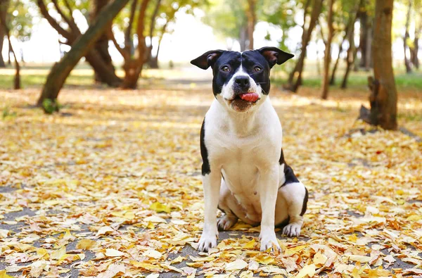 Happy black and white american staff terrier on a walk in the park on nice warm autumn day. Young dog with masculine look outdoors, many fallen yellow leaves on ground. Copy space, background.