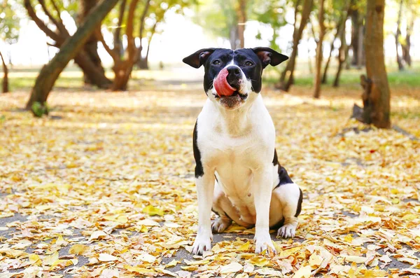 Happy black and white american staff terrier on a walk in the park on nice warm autumn day. Young dog with masculine look outdoors, many fallen yellow leaves on ground. Copy space, background.