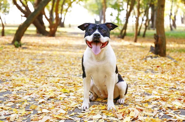 Fröhliche Schwarz Weiße Amerikanische Staff Terrier Bei Einem Spaziergang Park — Stockfoto