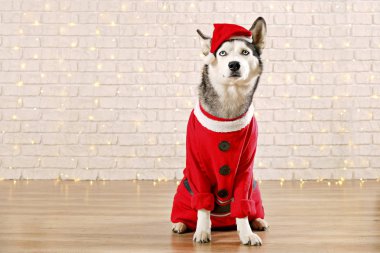Noel Baba Noel karnaval parti için elf yardımcı kostüm giyen genç bruebred Sibirya husky köpek portresi. Bokeh ışıkları ile beyaz tuğla duvar. Arka plan, kopya alanı, yakın çekim.