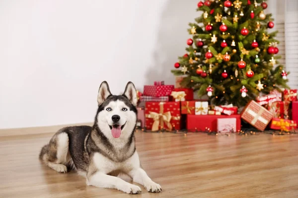 Bruebred 시베리안 허스키 강아지 크리스마스 카니발 도우미 의상을 입고의 초상화 — 스톡 사진