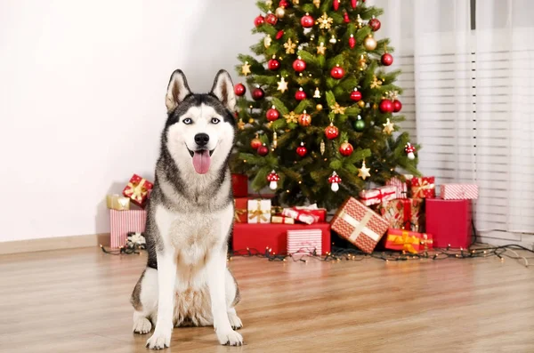 Retrato Jovem Cão Bruebred Siberiano Husky Vestindo Traje Elfo Ajudante — Fotografia de Stock