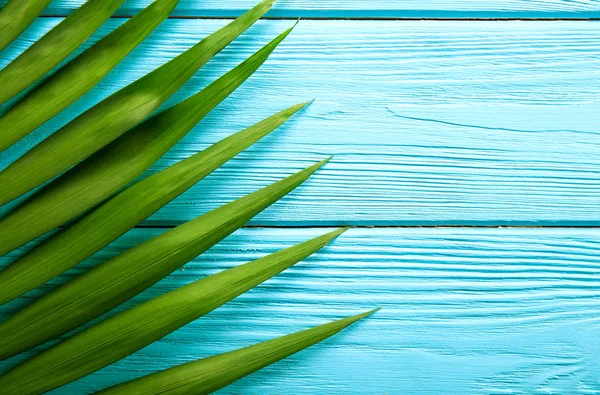 Top view of big green leaf of a exotic parlor palm on blue wooden texture table background with copy space for text. Minimalistic flat lay composition with arge branch of tropical plant. Close up.