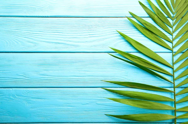 Top View Big Green Leaf Exotic Parlor Palm Blue Wooden — Stock Photo, Image