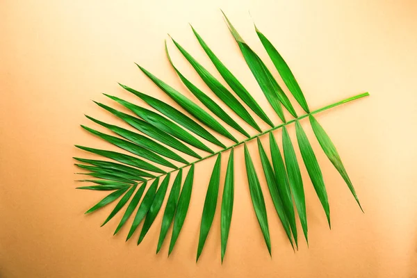 Top view of big green leaf of a exotic parlor palm on golden orange gradient background with a lot of copy space for text. Minimalistic flat lay composition w/ large branch of tropical plant. Close up