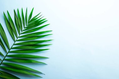 Gökyüzü mavi degrade arka plan kopya alanı metin için bir sürü üzerinde üstten görünüm egzotik salon palmiye büyük yeşil yaprak. Minimalist düz büyük tropikal bitki dalı w / kompozisyon yatıyordu. Yakın çekim