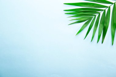 Gökyüzü mavi degrade arka plan kopya alanı metin için bir sürü üzerinde üstten görünüm egzotik salon palmiye büyük yeşil yaprak. Minimalist düz büyük tropikal bitki dalı w / kompozisyon yatıyordu. Yakın çekim
