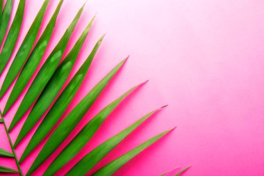 Kopya alanı metin için bir sürü pembe beyaz degrade arka plan üzerinde üstten görünüm egzotik salon palmiye büyük yeşil yaprak. Minimalist düz büyük tropikal bitki dalı w / kompozisyon yatıyordu. Yakın çekim