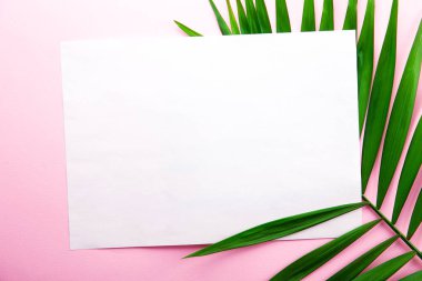 Boş kağıda salon palmiye soluk pembe beyaz degrade arka plan üzerinde büyük yeşil yaprak üzerinde. Boş defter sayfasında tropikal bitki dalı. Ana sayfa görünümü, yakın çekim, alanı, düz yatıyordu, yukarı sahte kopya.