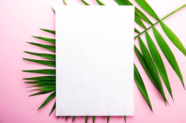 Boş kağıda salon palmiye soluk pembe beyaz degrade arka plan üzerinde büyük yeşil yaprak üzerinde. Boş defter sayfasında tropikal bitki dalı. Ana sayfa görünümü, yakın çekim, alanı, düz yatıyordu, yukarı sahte kopya.