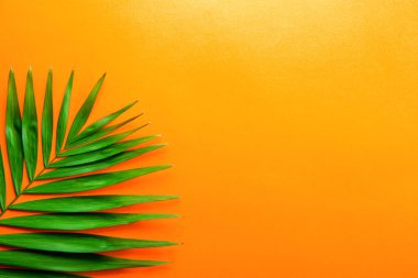 Kopya alanı metin için bir sürü parlak turuncu degrade arka plan üzerinde üstten görünüm egzotik salon palmiye büyük yeşil yaprak. Minimalist düz büyük tropikal bitki dalı w / kompozisyon yatıyordu. Yakın çekim