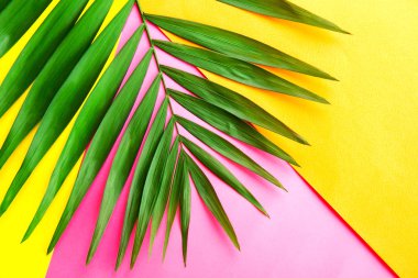 Sarı turuncu kağıt örtüşme arka plan, metin için kopya yer bir sürü üzerinde üstten görünüm egzotik salon palmiye büyük yeşil yaprak. Minimalist düz kompozisyon, tropikal bitki büyük dalı yatıyordu. Yakın çekim.