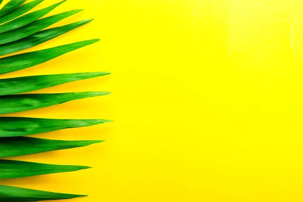 Top view of big green leaf of a exotic parlor palm on bright yellow background with a lot of copy space for text. Minimalistic flat lay composition w/ large branch of tropical plant. Close up
