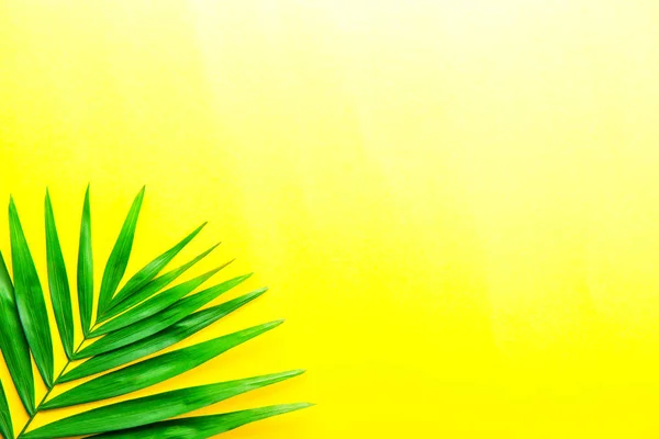 Top View Big Green Leaf Exotic Parlor Palm Bright Yellow — Stock Photo, Image