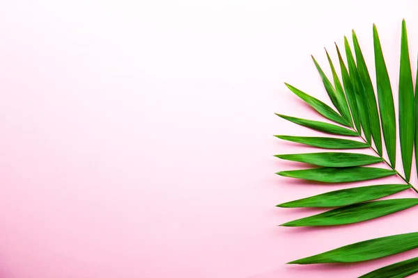 Top view of big green leaf of a exotic parlor palm on pale pink gradient background with a lot of copy space for text. Minimalistic flat lay composition w/ large branch of tropical plant. Close up