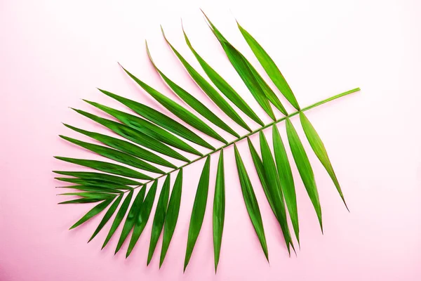 Top View Big Green Leaf Exotic Parlor Palm Pale Pink — Stock Photo, Image
