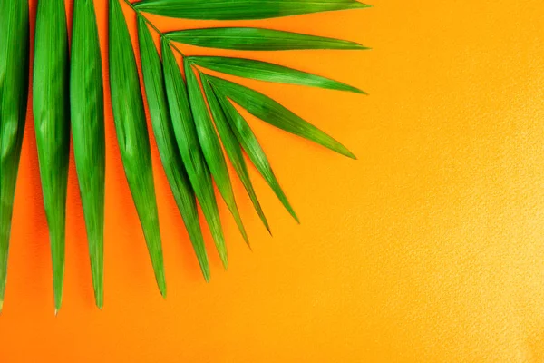 コピーのテキストのための領域の多くの明るいオレンジのグラデーションの背景にエキゾチックなパーラー ヤシの大きな緑の葉の上から見る ミニマルなフラットには 熱帯植物の大規模な支店の 組成が横たわっていた クローズ アップ — ストック写真