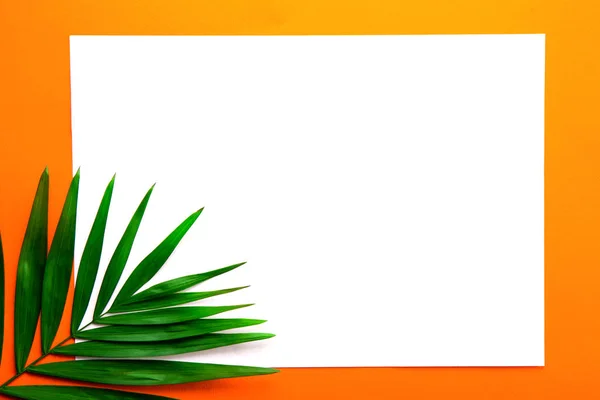 Blank Piece Paper Big Green Leaf Parlor Palm Golden Orange — Stock Photo, Image