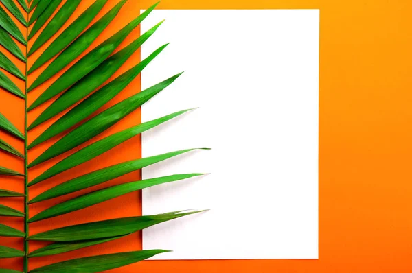 Blank piece of paper on big green leaf of parlor palm golden orange gradient table background. Empty notebook sheet on branch of tropical plant. Top view, close up, copy space, flat lay.