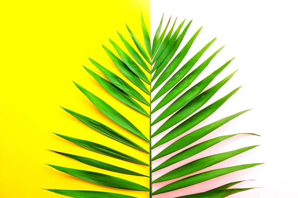 黄色のホワイト ペーパーの重なり背景 コピーのテキストのための領域の多くのエキゾチックなパーラー ヤシの大きな緑の葉の上から見る ミニマルなフラットには 熱帯植物の大規模な支店の 組成が横たわっていた クローズ アップ — ストック写真
