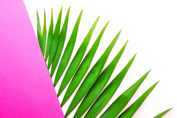 ピンク ホワイト ペーパーの重なり背景 コピーのテキストのための領域の多くのエキゾチックなパーラー ヤシの大きな緑の葉の上から見る ミニマルなフラットには 熱帯植物の大規模な支店の 組成が横たわっていた クローズ アップ — ストック写真