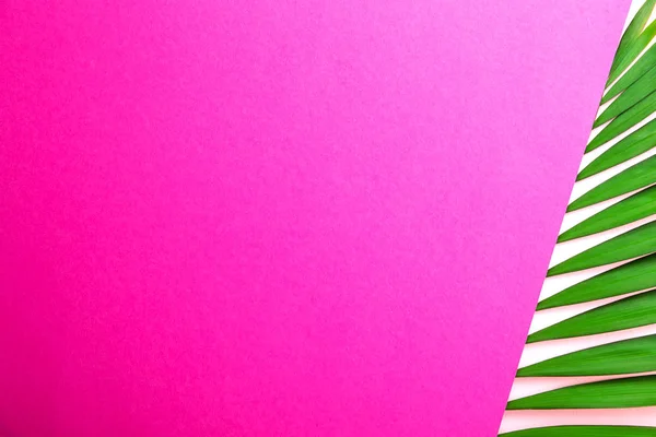 ピンク ホワイト ペーパーの重なり背景 コピーのテキストのための領域の多くのエキゾチックなパーラー ヤシの大きな緑の葉の上から見る ミニマルなフラットには 熱帯植物の大規模な支店の 組成が横たわっていた クローズ アップ — ストック写真