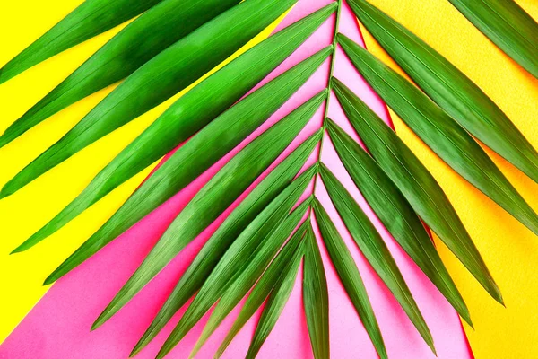 Top View Big Green Leaf Exotic Parlor Palm Yellow Orange — Stock Photo, Image