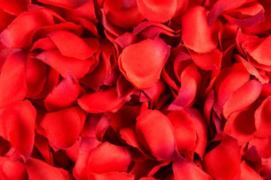 Romantik mutlu sevgililer günü düğün davetiyesi, kadın gün kavramı kartpostal. Beyaz arka plan koyu kırmızı, kırmızı, koyu kırmızı gül yaprakları ile kaplı. Üstten görünüm, yakın, uzay, alay kopyalayın.