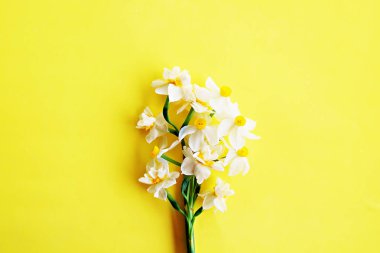 Sarı beyaz nergis, nergis, Zerrin çiçek kopya alanı metin için bir sürü parlak sarı zemin üzerine kapatalım. Anneler günü, 8 Mart Kadınlar günü, Sevgililer günü tebrik kartı için boş şablon.