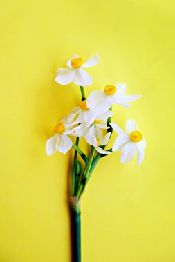 Sarı beyaz nergis, nergis, Zerrin çiçek kopya alanı metin için bir sürü parlak sarı zemin üzerine kapatalım. Anneler günü, 8 Mart Kadınlar günü, Sevgililer günü tebrik kartı için boş şablon.