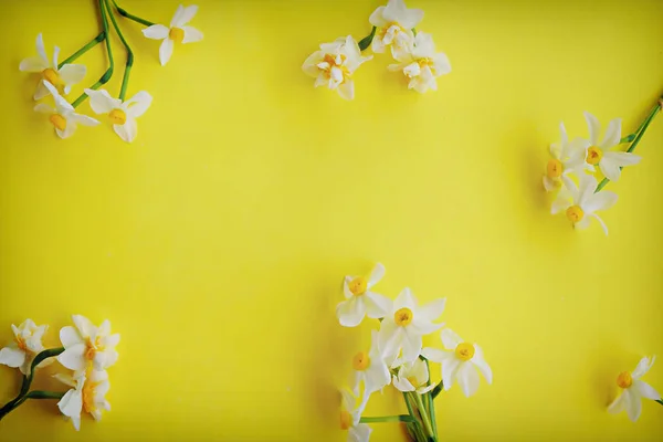 黄色の白い水仙 水仙ジョンキル花クローズ アップ コピーのテキストのための領域の多くを持つ明るい黄色の背景に 母の日 日女性の日 バレンタイン グリーティング カードの空白のテンプレート — ストック写真