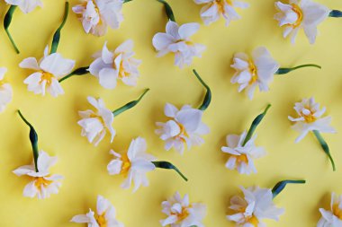 Sarı beyaz nergis, nergis, Zerrin çiçek kopya alanı metin için bir sürü parlak sarı zemin üzerine kapatalım. Anneler günü, 8 Mart Kadınlar günü, Sevgililer günü tebrik kartı için boş şablon