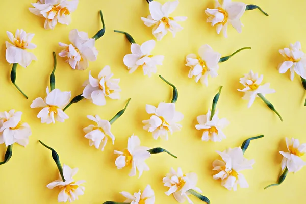 Geel Wit Narcissen Narcissus Jonquille Bloem Close Heldere Gele Achtergrond — Stockfoto