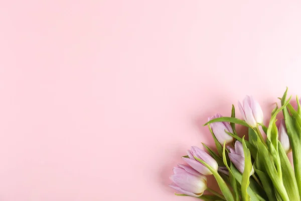Composition florale dans un style minimal avec des fleurs violettes . — Photo