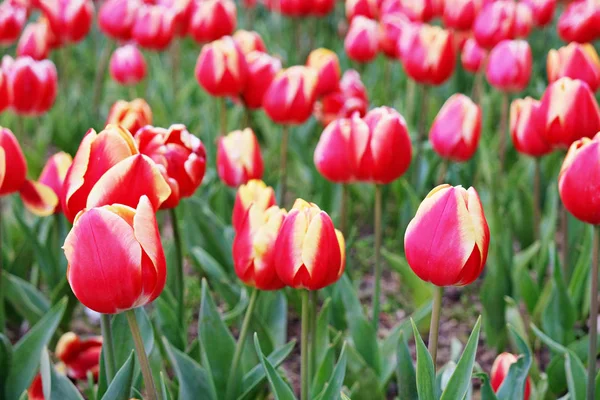 Flores coloridas plantadas en el parque en primavera . — Foto de Stock