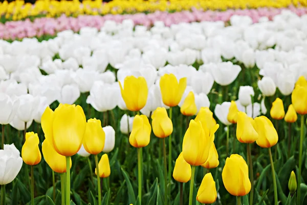 Flores coloridas plantadas en el parque en primavera . — Foto de Stock