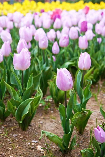 Flores coloridas plantadas en el parque en primavera . — Foto de Stock