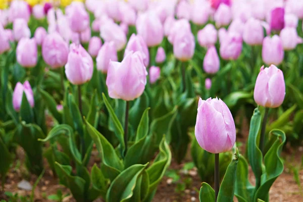 Flores coloridas plantadas en el parque en primavera . — Foto de Stock